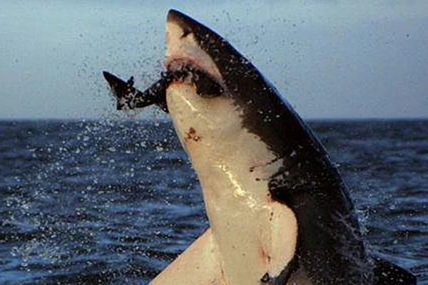 Are You Afraid of Possible Sharks on the Jersey Shore?